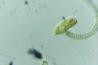 Euglena