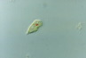 Euglena