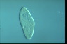 Paramecium caudatum, augogamy