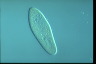 Paramecium caudatum, augogamy