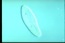 Paramecium caudatum, augogamy