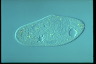 Paramecium caudatum, augogamy