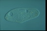 Paramecium caudatum, augogamy