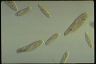 Paramecium