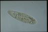 Paramecium multimicronucleatum