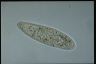 Paramecium