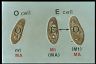 Paramecium caudatum, Mating reaction