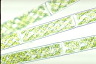 Spirogyra