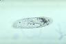 Paramecium caudatum, intact cells