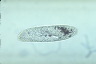 Paramecium caudatum, intact cells