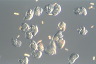 Paramecium caudatum, macronuclear inclusion body