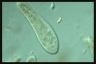 Paramecium caudatum