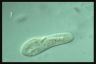 Paramecium caudatum