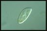 Paramecium trichium