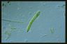 Euglena deses