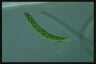 Euglena deses