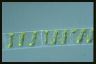 Spirogyra