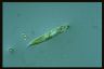 Euglena