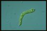 Euglena