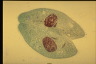 Paramecium caudatum