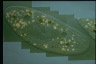 Paramecium caudatum