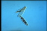 Paramecium caudatum, Mating reaction