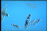 Paramecium caudatum, Mating reaction