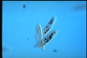 Paramecium caudatum, Mating reaction