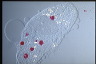 Paramecium caudatum, intact cells