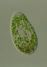 Paramecium