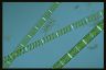 Spirogyra