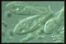 Paramecium caudatum, food vacuole