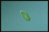 Paramecium