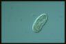 Paramecium trichium