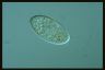 Paramecium trichium