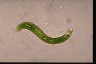 Euglena