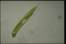 Euglena