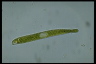 Euglena