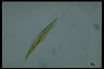 Euglena tripteris