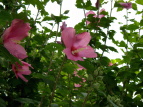 NQ Hibiscus syriacus