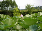 nX Nelumbo nucifera