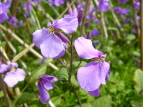 TLnii Orychophragmus violaceus