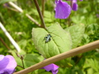 TLnii Orychophragmus violaceus