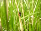 iizVegE@Coccinella septempunctata