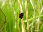 iizVegE@Coccinella septempunctata