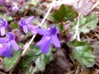 L\E@Ajuga decumbens