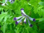 TLP}@Corydalis incisa