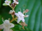 S}M Viburnum sieboldii