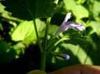 JLhIV Glechoma hederacea