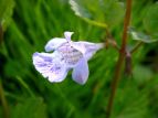 JLhIV Glechoma hederacea